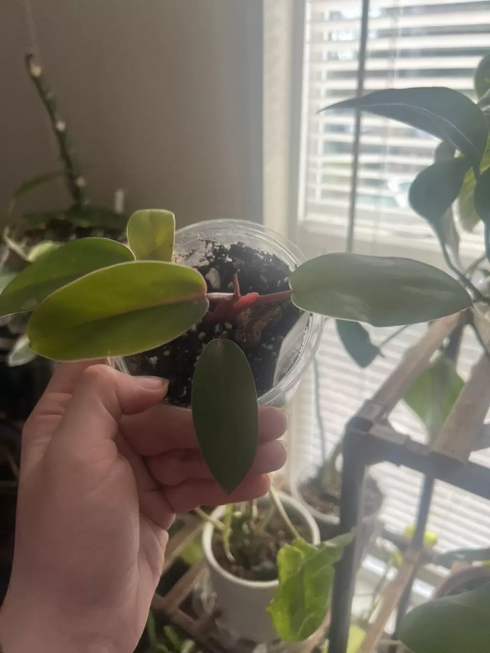 Philodendron Red Emerald - 3” Pot thumbnail