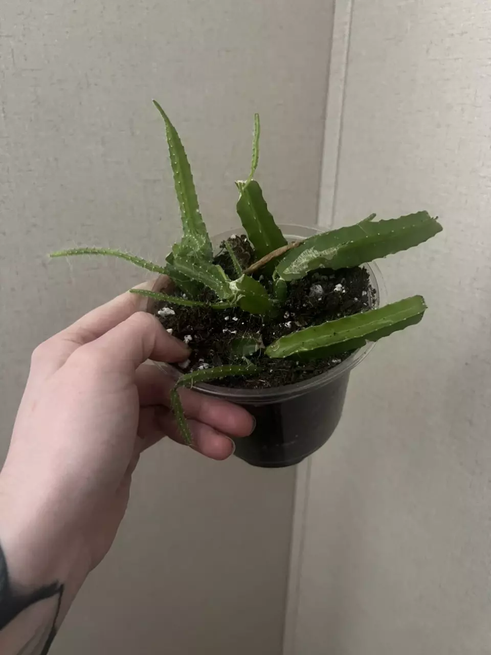 Dog tail Cactus thumbnail
