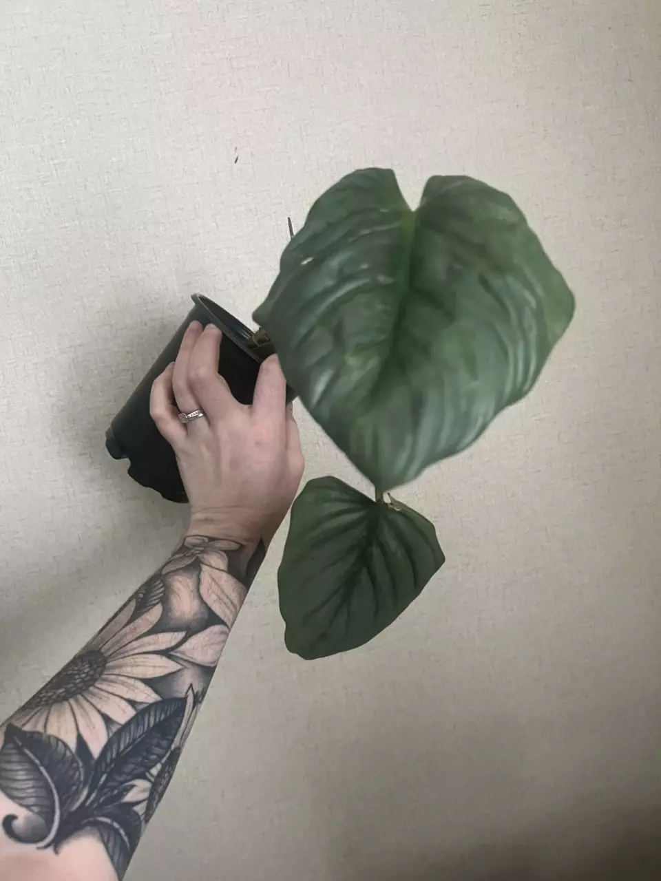 Philodendron Columbia - 5” pot thumbnail