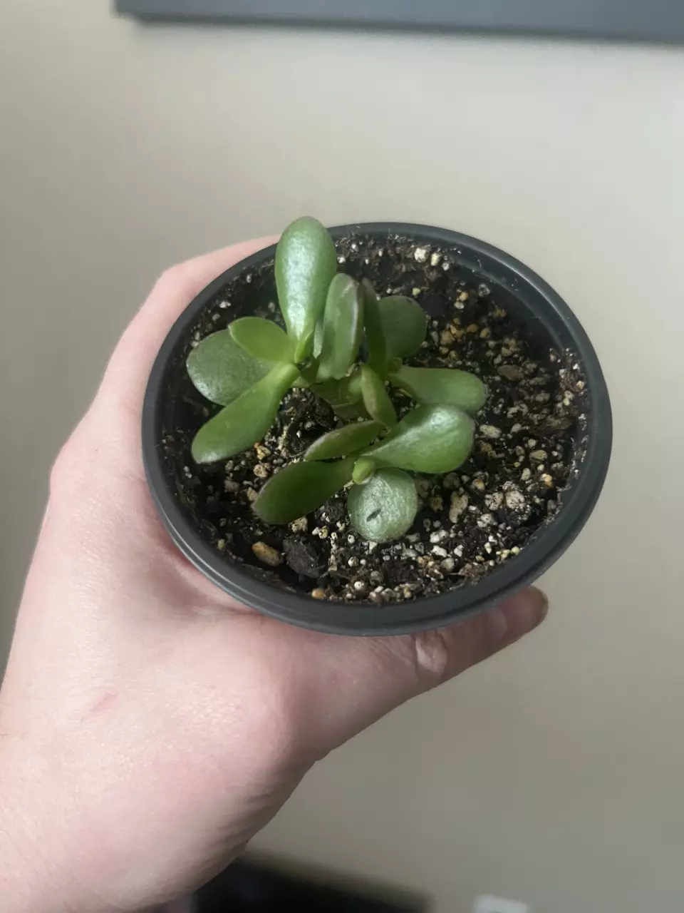 Mini Jade thumbnail