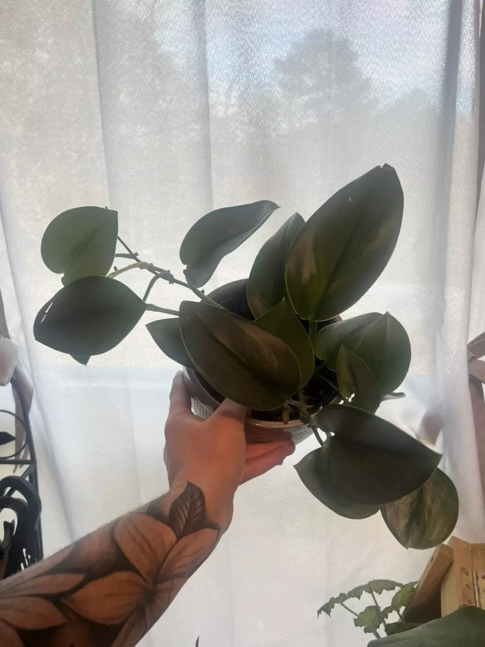 Moonlight Pothos thumbnail
