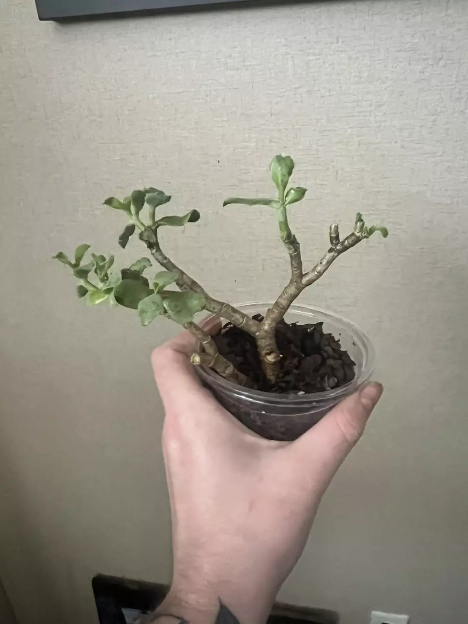 Curly Jade Bonsai thumbnail