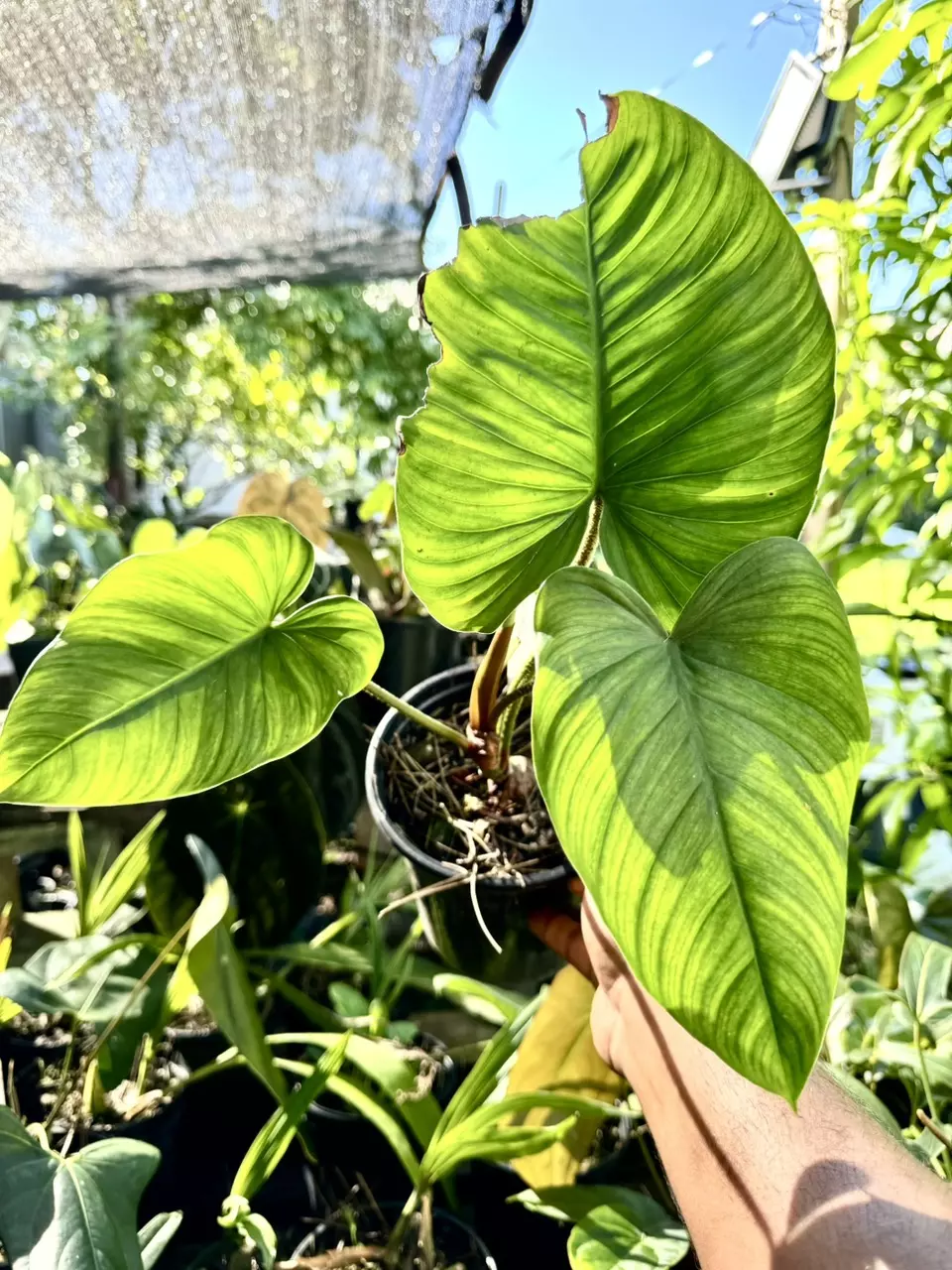 FIRST EVER Philodendron malesevichiae | Exact pictured Bottom Right thumbnail