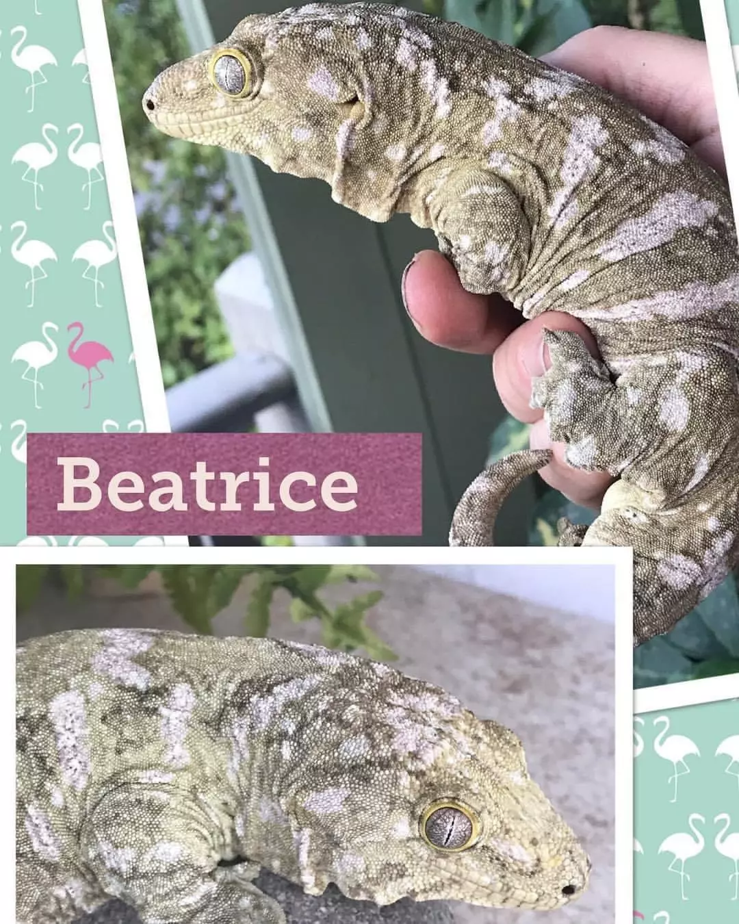 PURE NUU ANA -F thumbnail