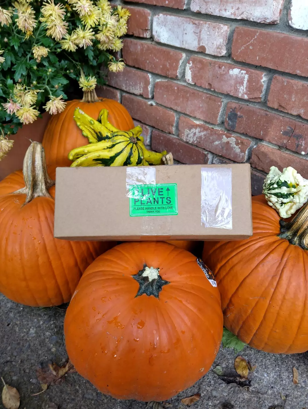 2 day shipping upgrade thumbnail