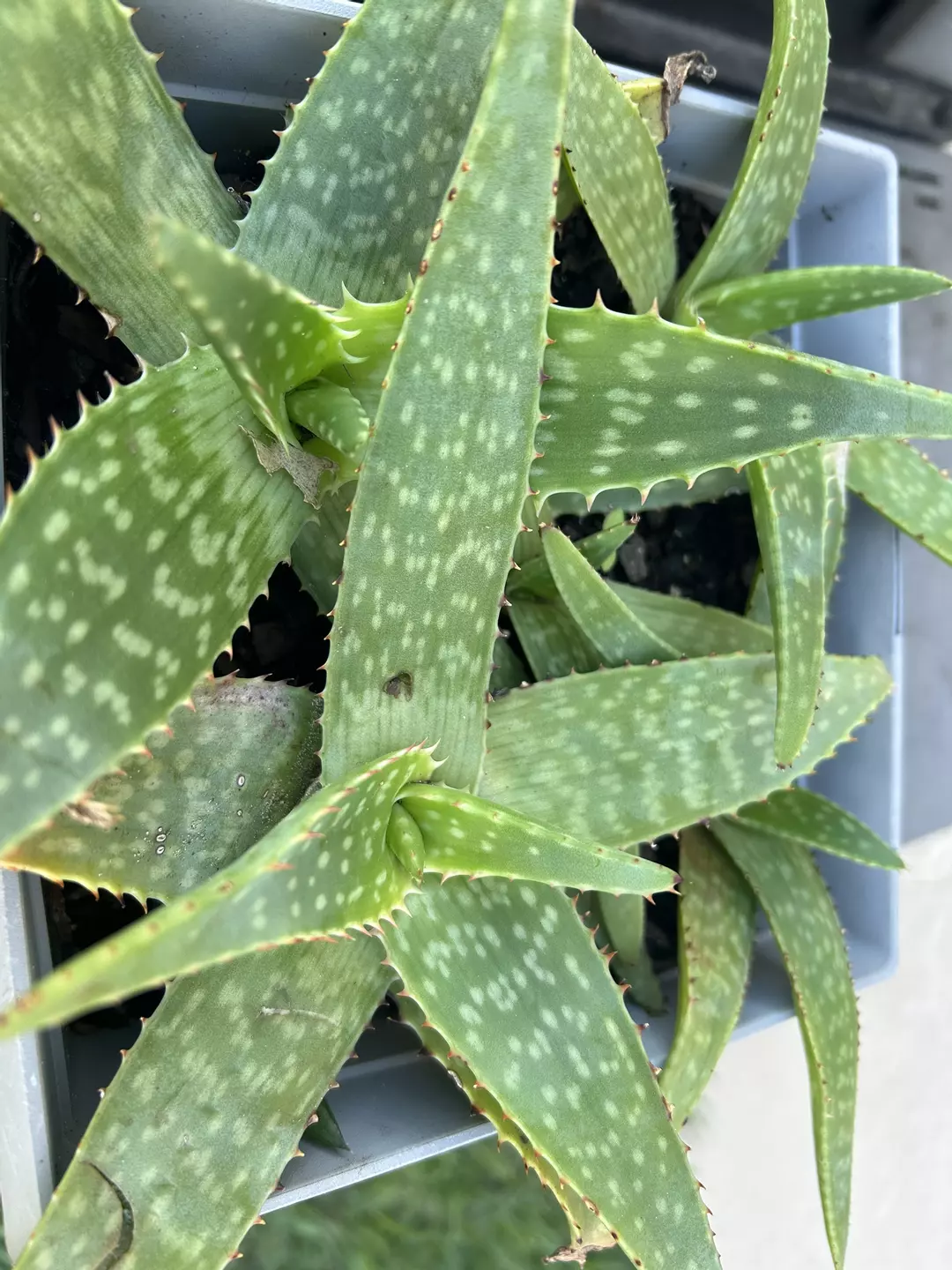 2 African Red Soap Aloe Soponaria Plants thumbnail