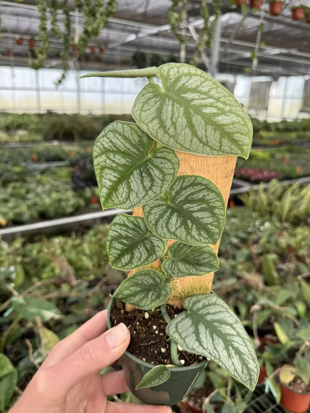 Monstera Dubia 4” pot growers choice thumbnail