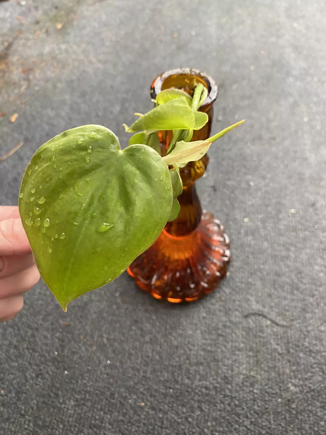 Large Heart shaped Philo Cuttings thumbnail