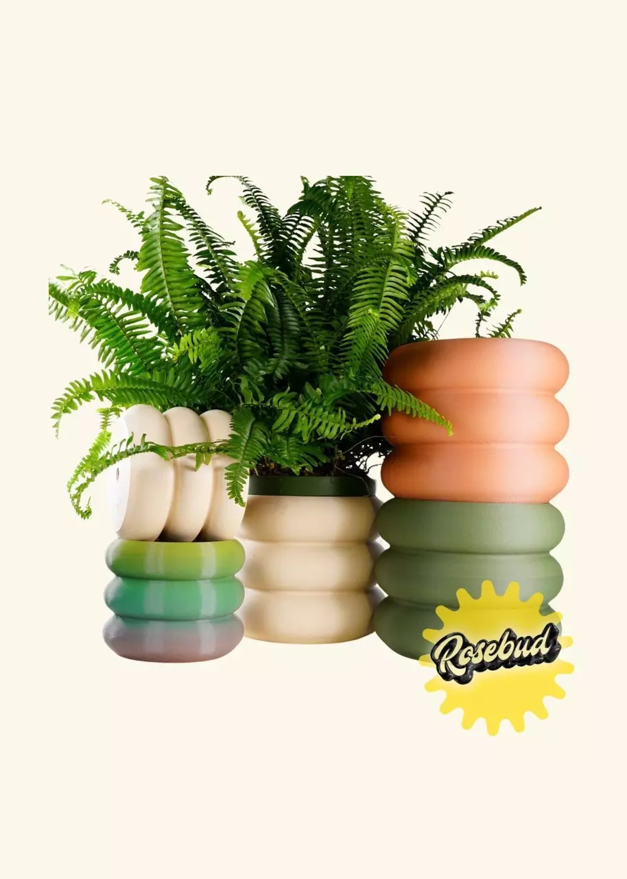 Rosebud HomeGoods 5” Bubble Planter (Made to Order) thumbnail