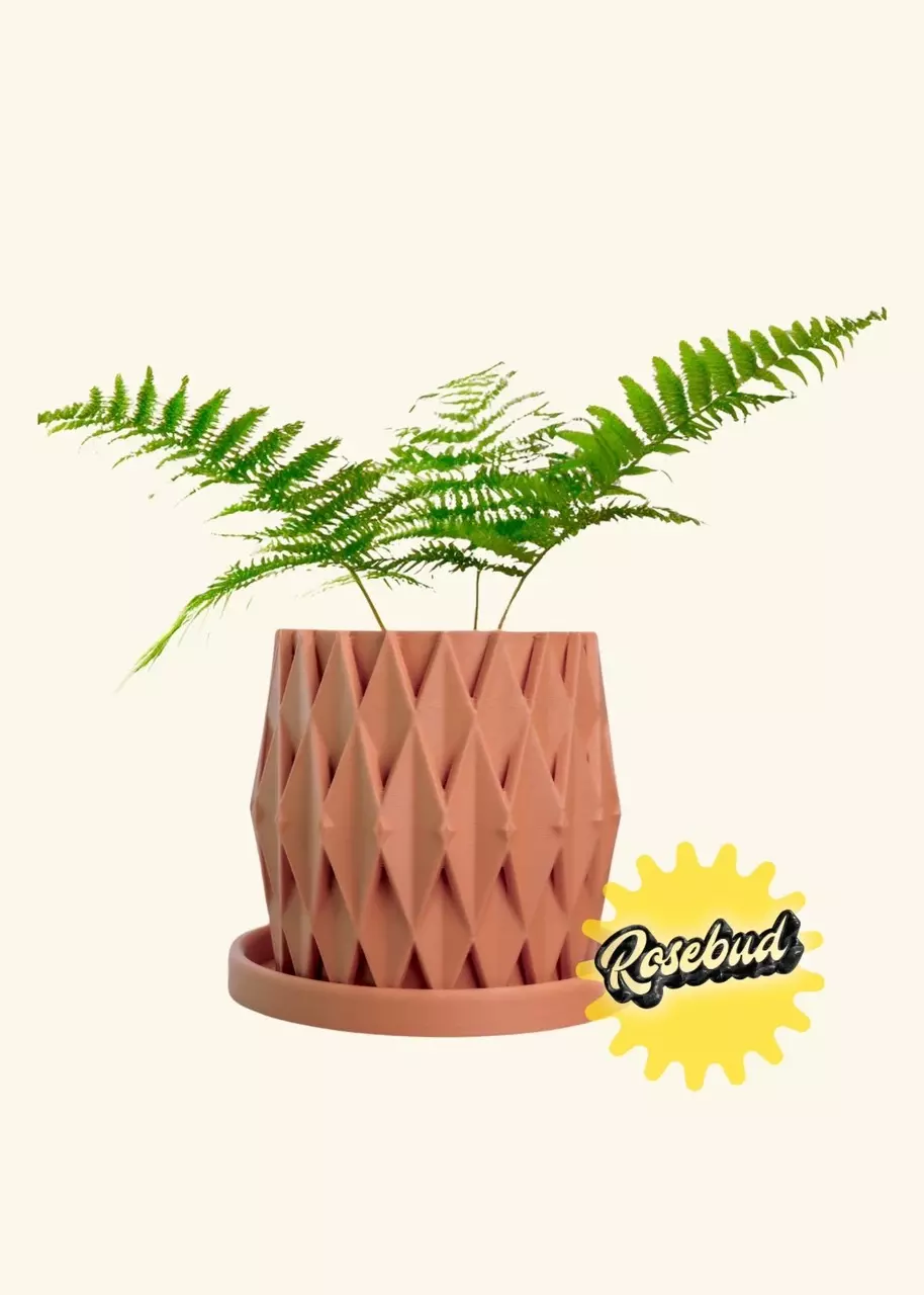 Rosebud HomeGoods 6” Stellaria Planter (Made to Order) thumbnail