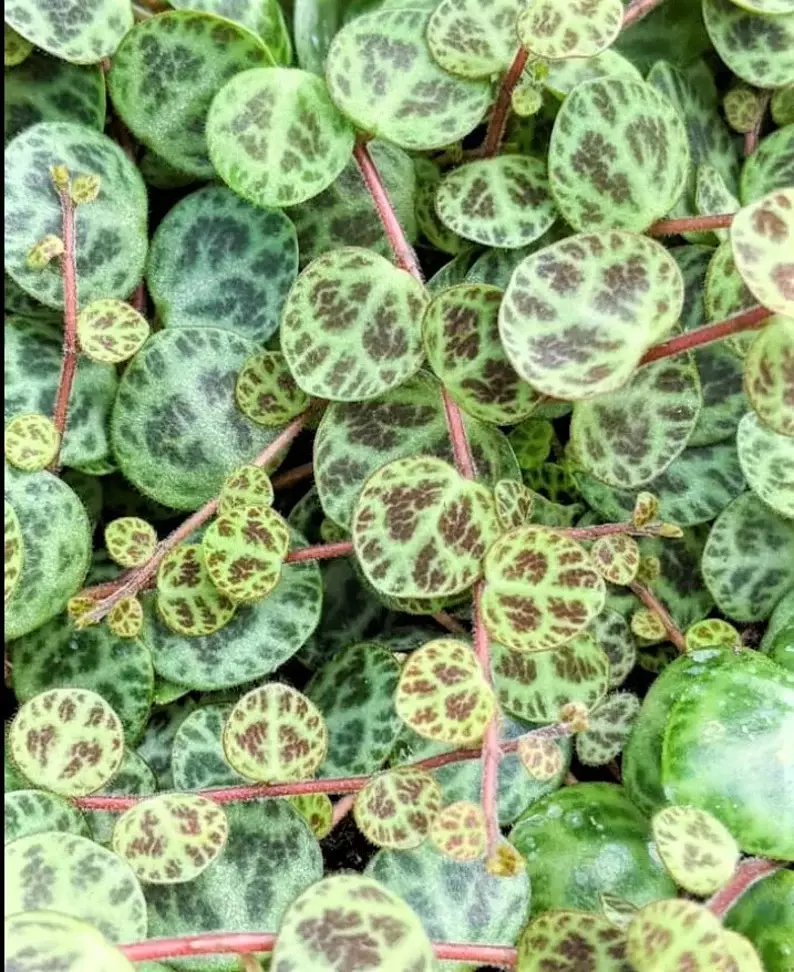  Peperomia Prostata (String of turtles) starter plant growers choice thumbnail