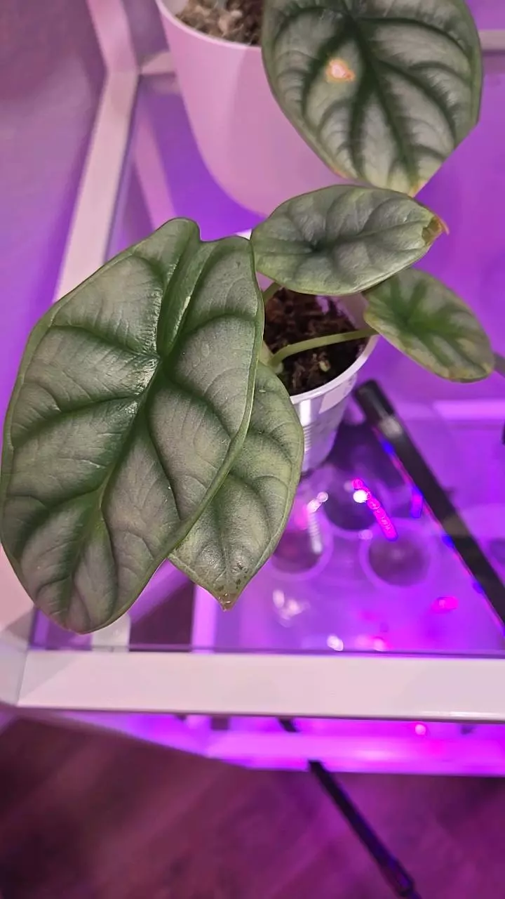 Alocasia Dragon Scale thumbnail