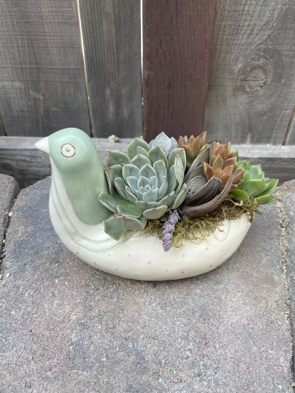 Songbird Succulent Arrangement thumbnail