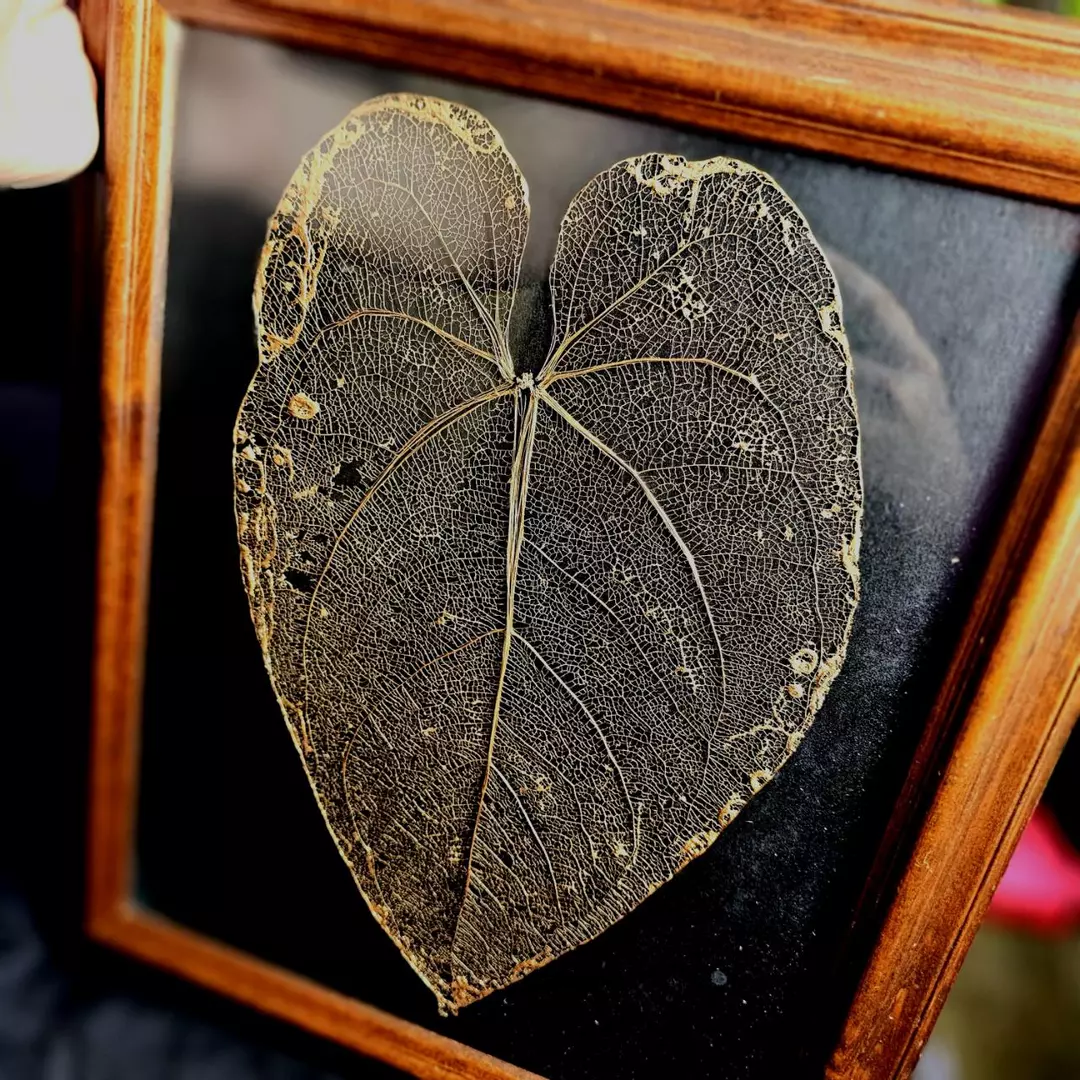 Framed Leaf Skeleton Art - Large Size Anthurium Tingo Maria Inverse Crossing thumbnail