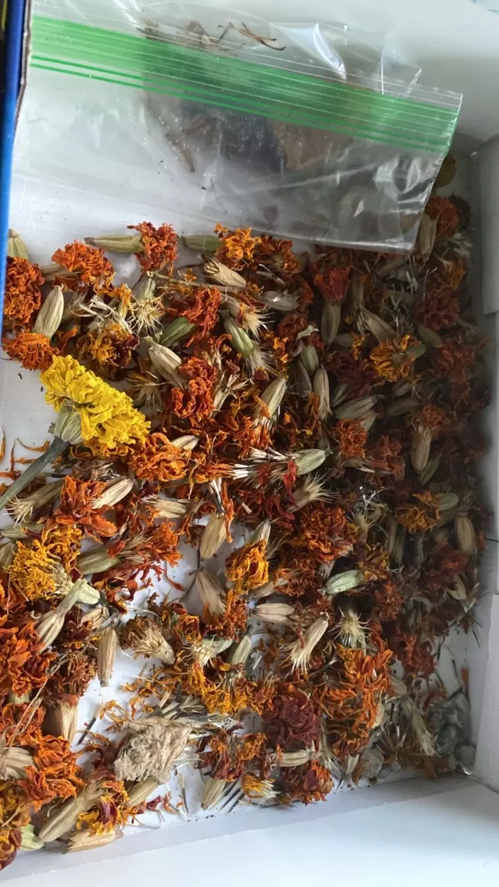 Marigold Seeds - (already dried out) thumbnail