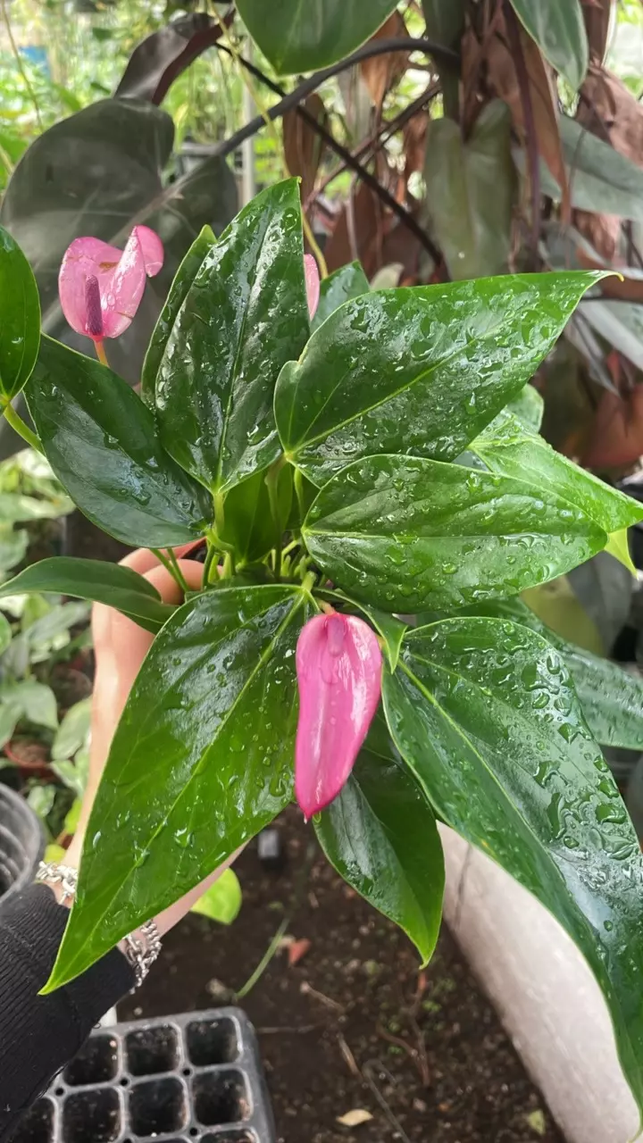 purple lipstick anthurium 4” thumbnail