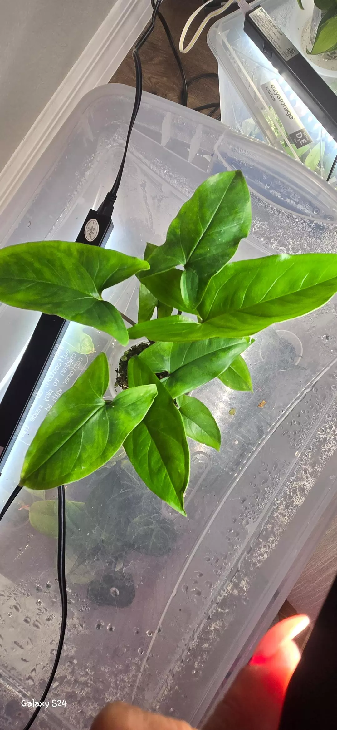 Syngonium NOID thumbnail