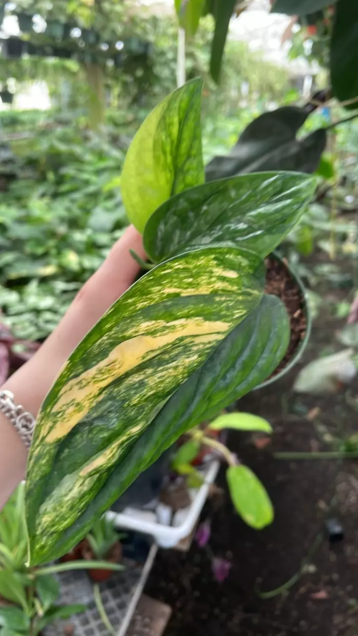 Monstera Standleyana Aurea 4” thumbnail