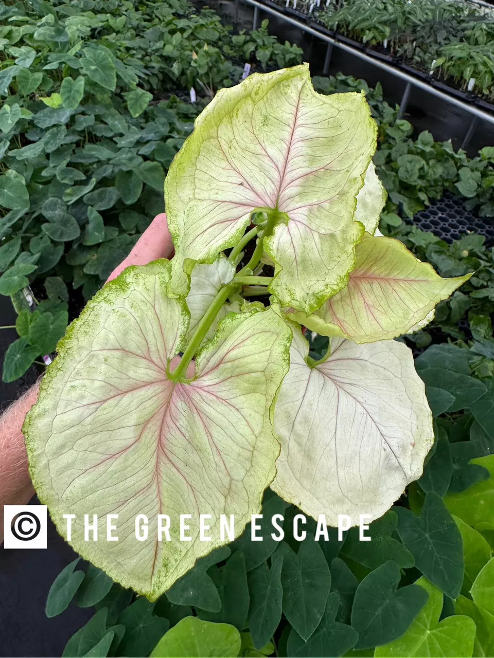 Syngonium kiwi delight 4” pot growers choice thumbnail