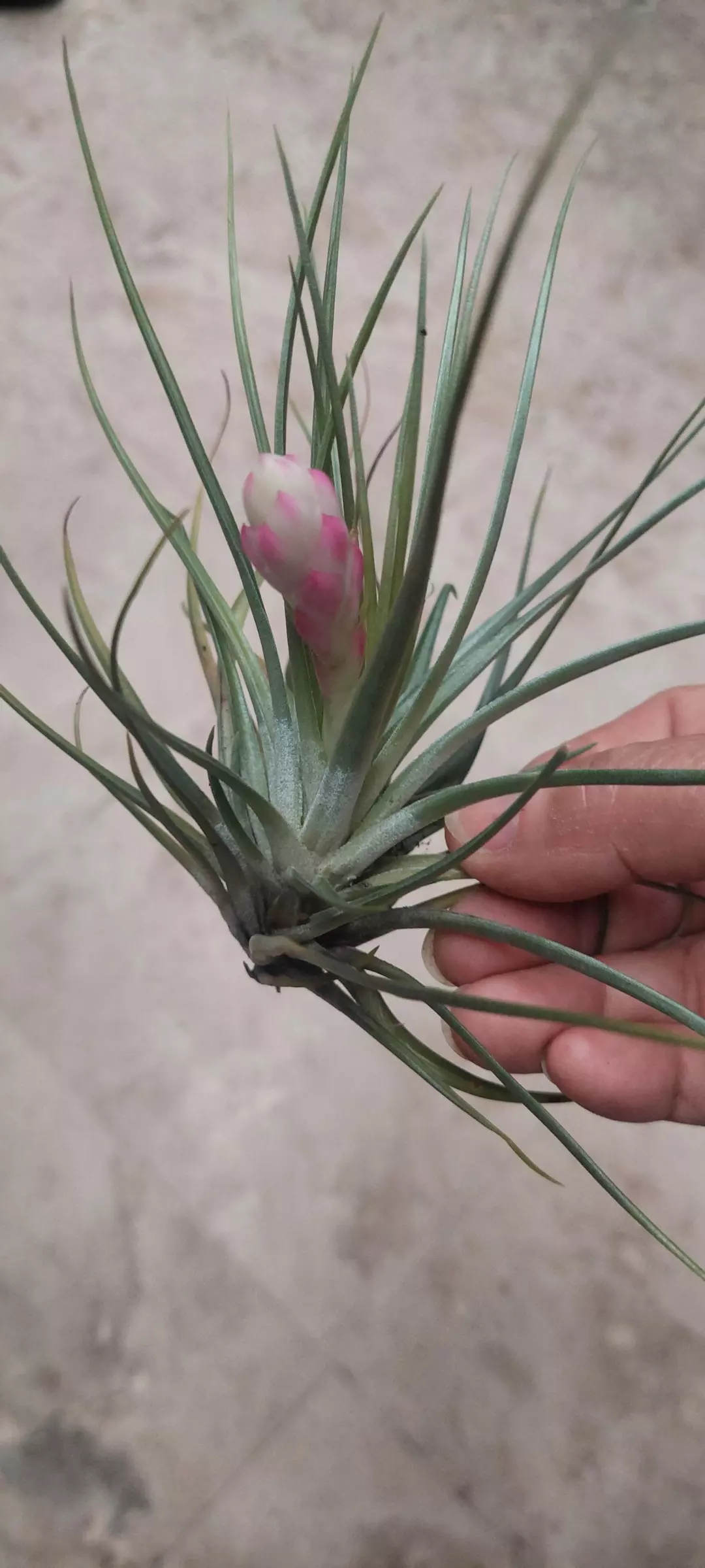 Air plant Tillandsia Cotton Candy, 5" size. Airplant thumbnail
