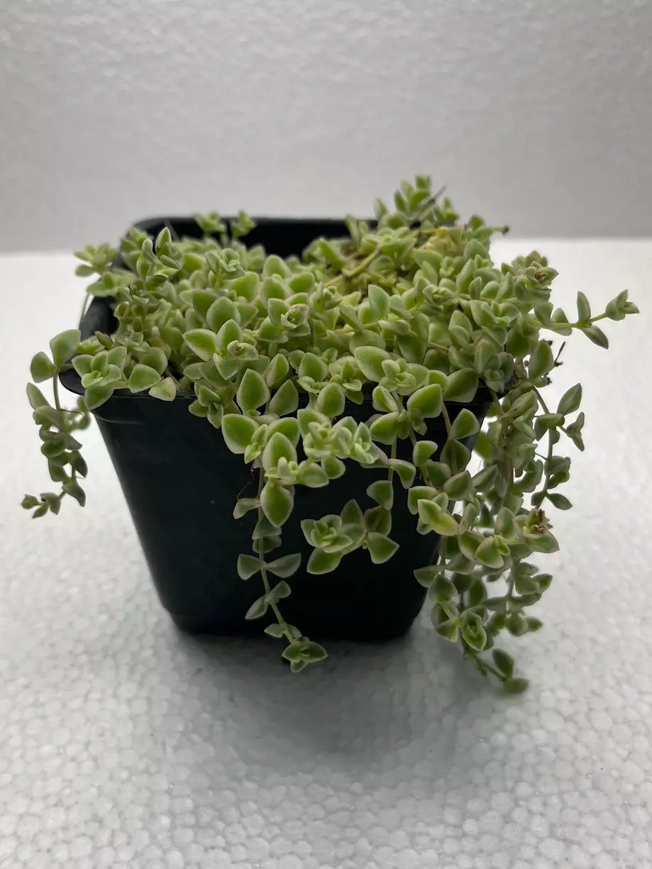 4” Sedum ‘Little Missy’ thumbnail