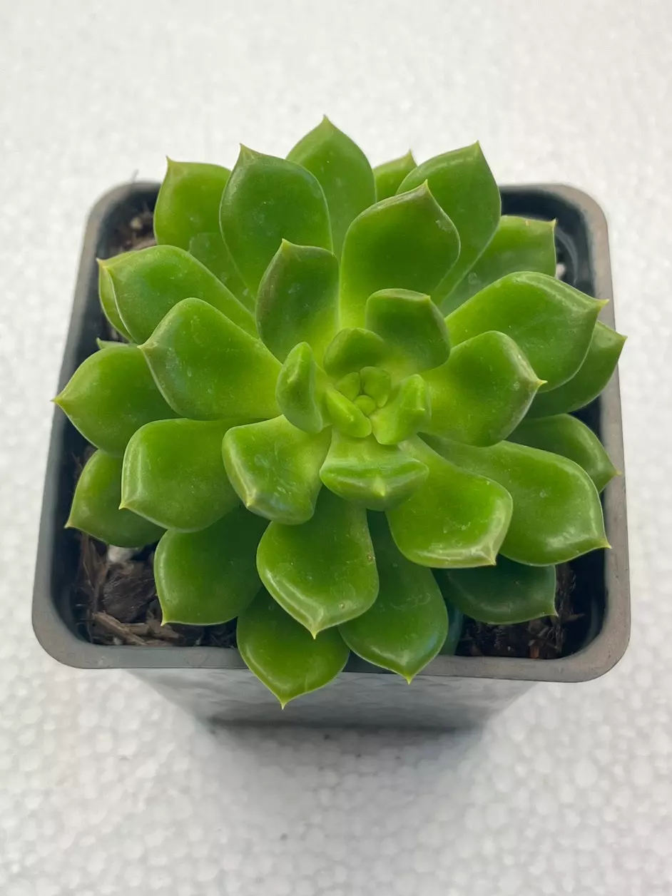 4” Echeveria Esmerelda Lima thumbnail