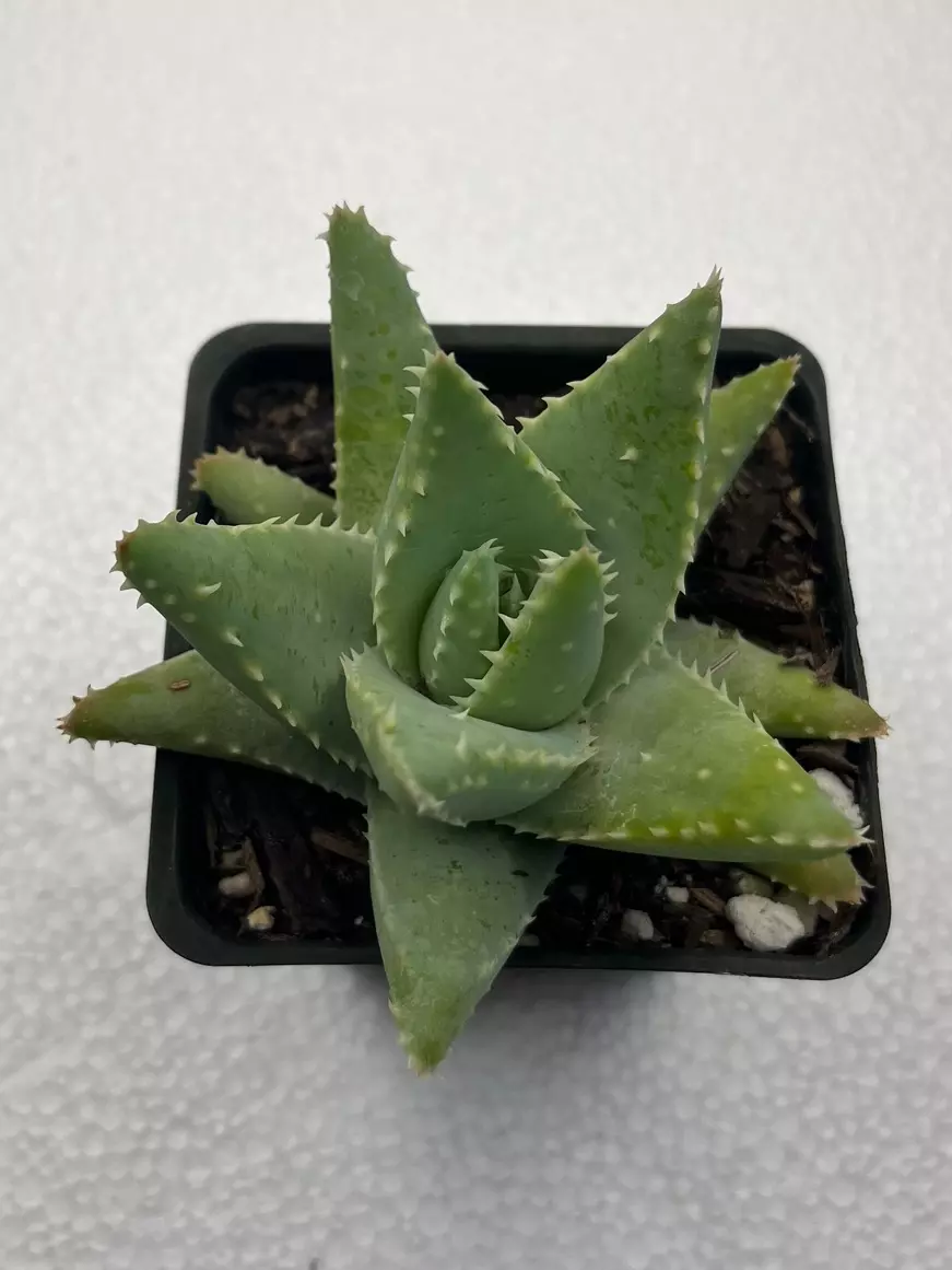 4” Aloe brevifolia thumbnail