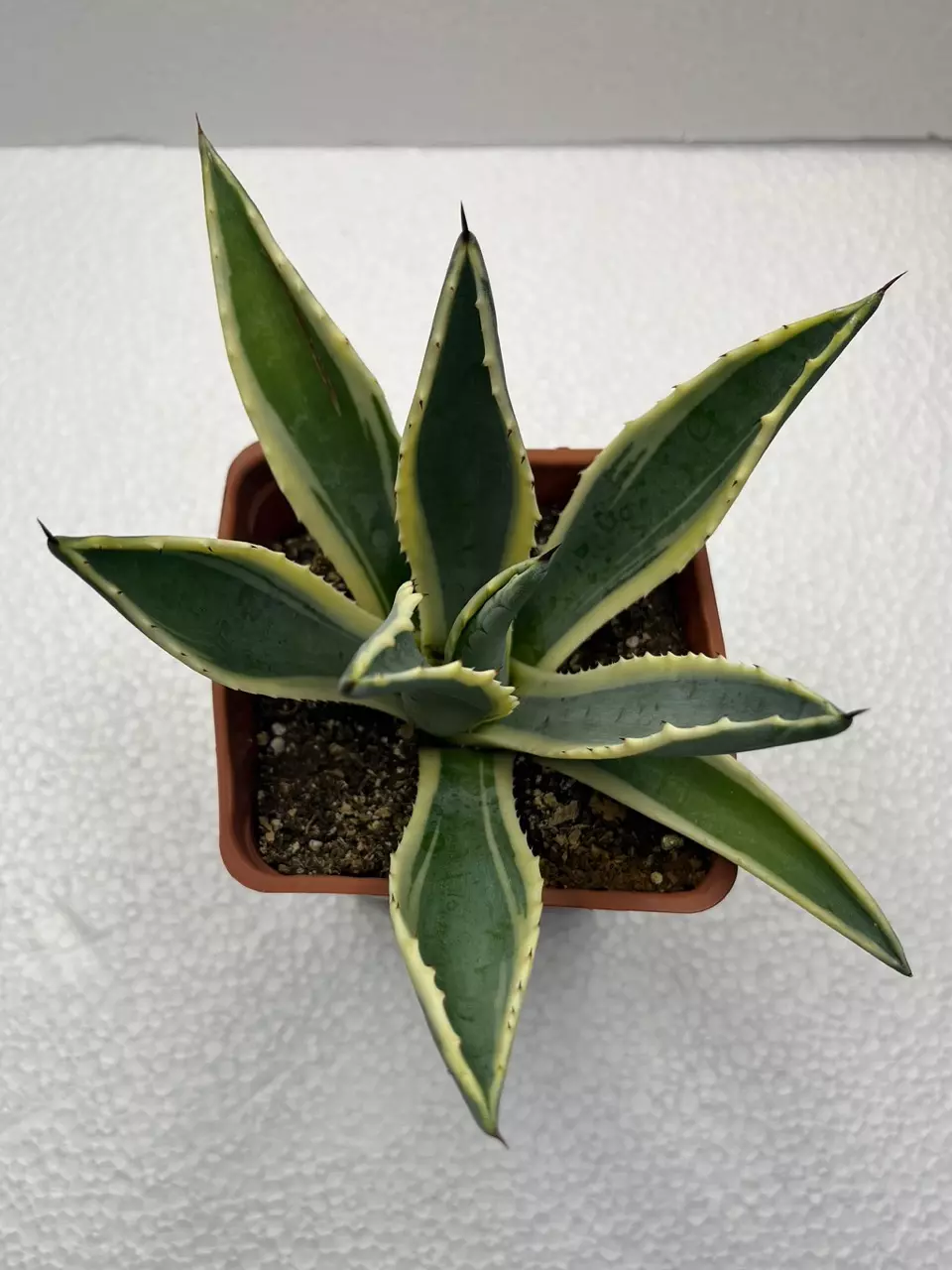 4” Variegated Agave Americana thumbnail