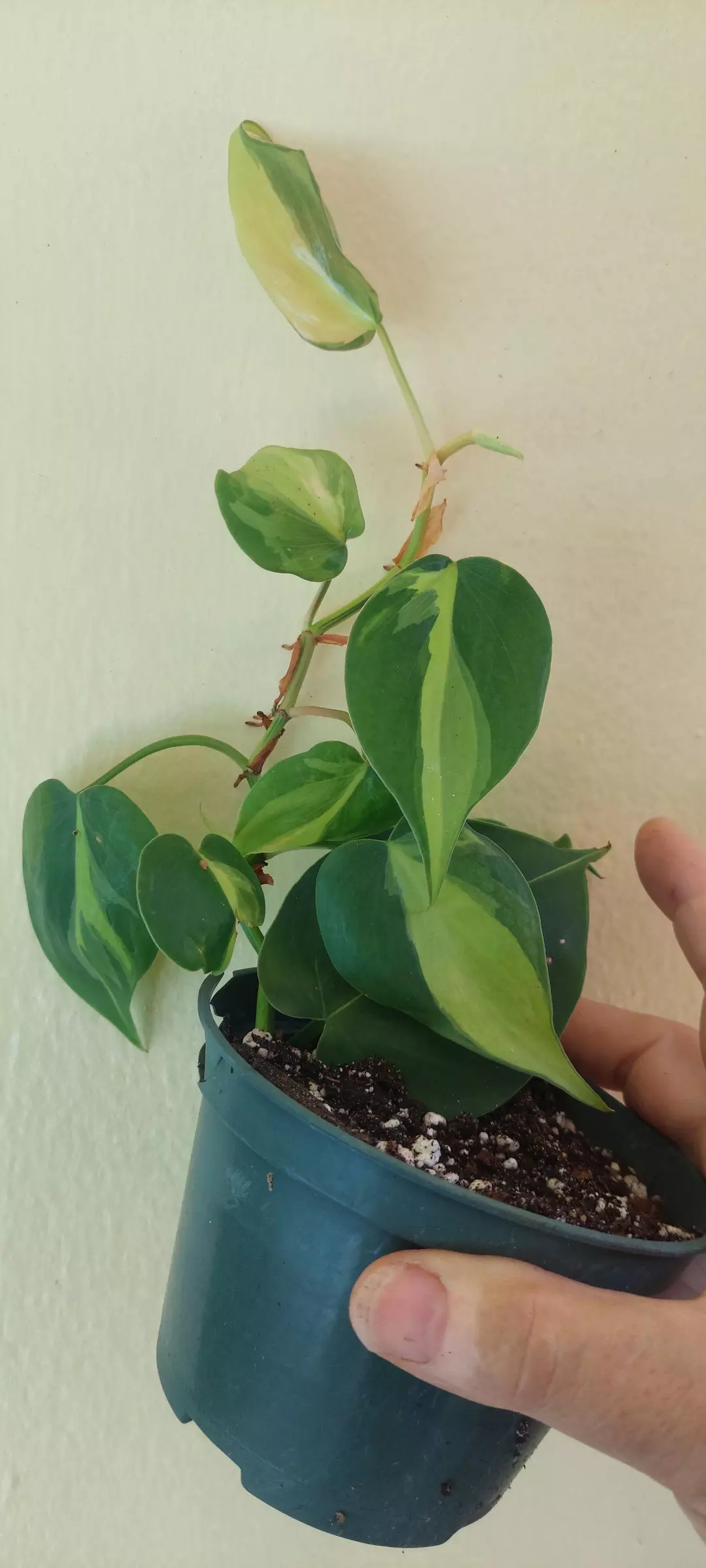 Philodendron Brazil plant thumbnail