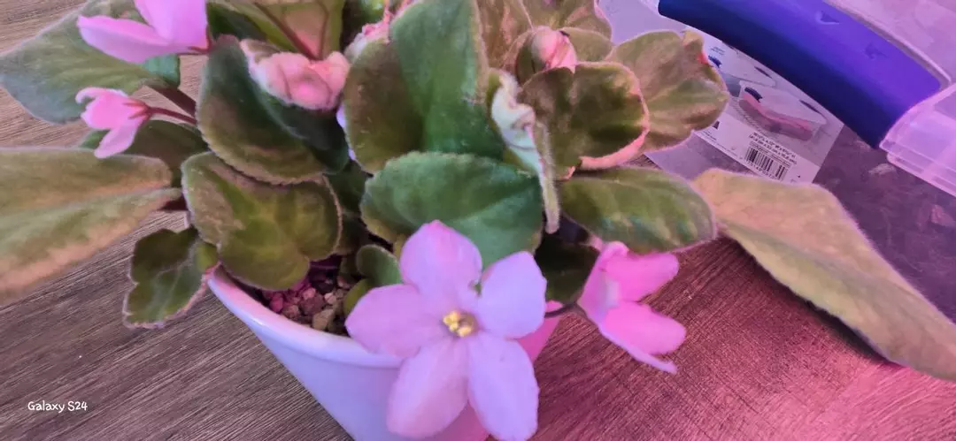 African Violet thumbnail