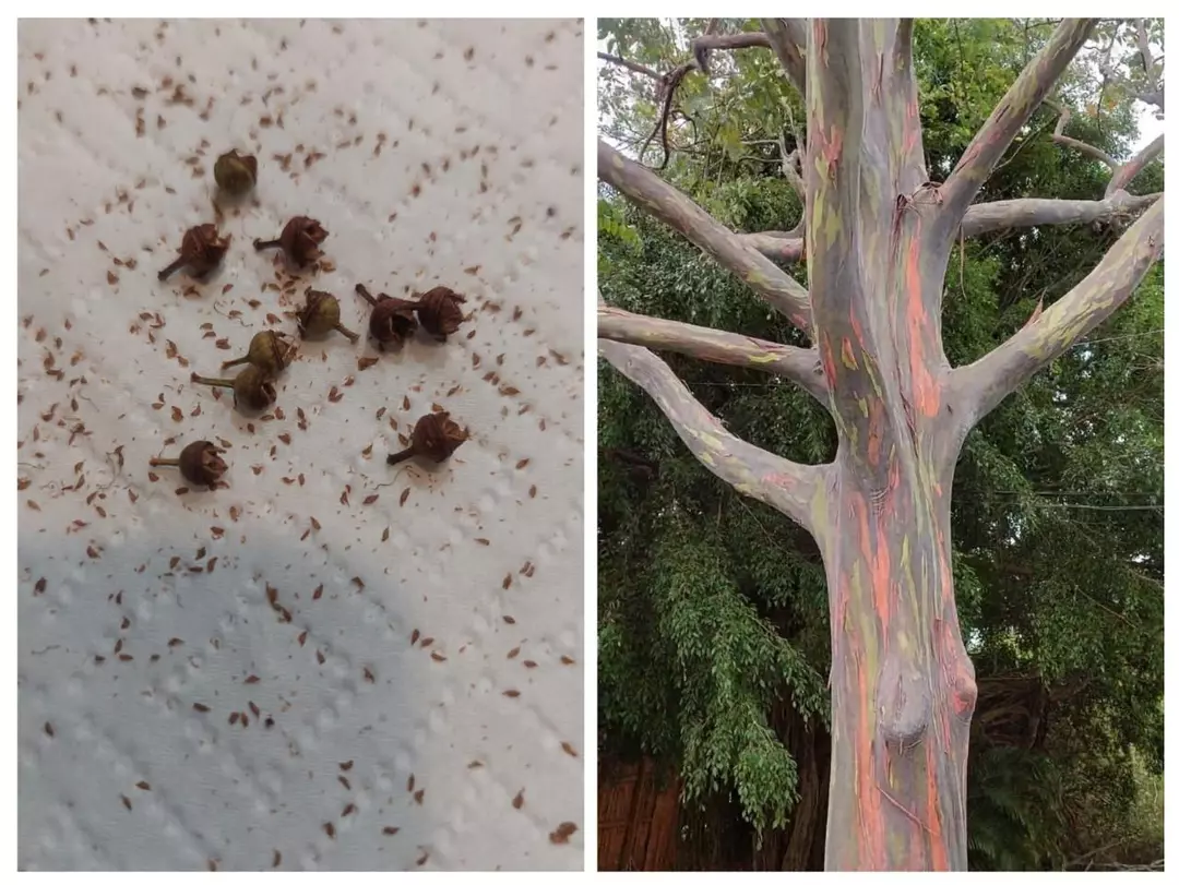 10 RAINBOW EUCALYPTUS TREE SEED PODS degluptus  thumbnail