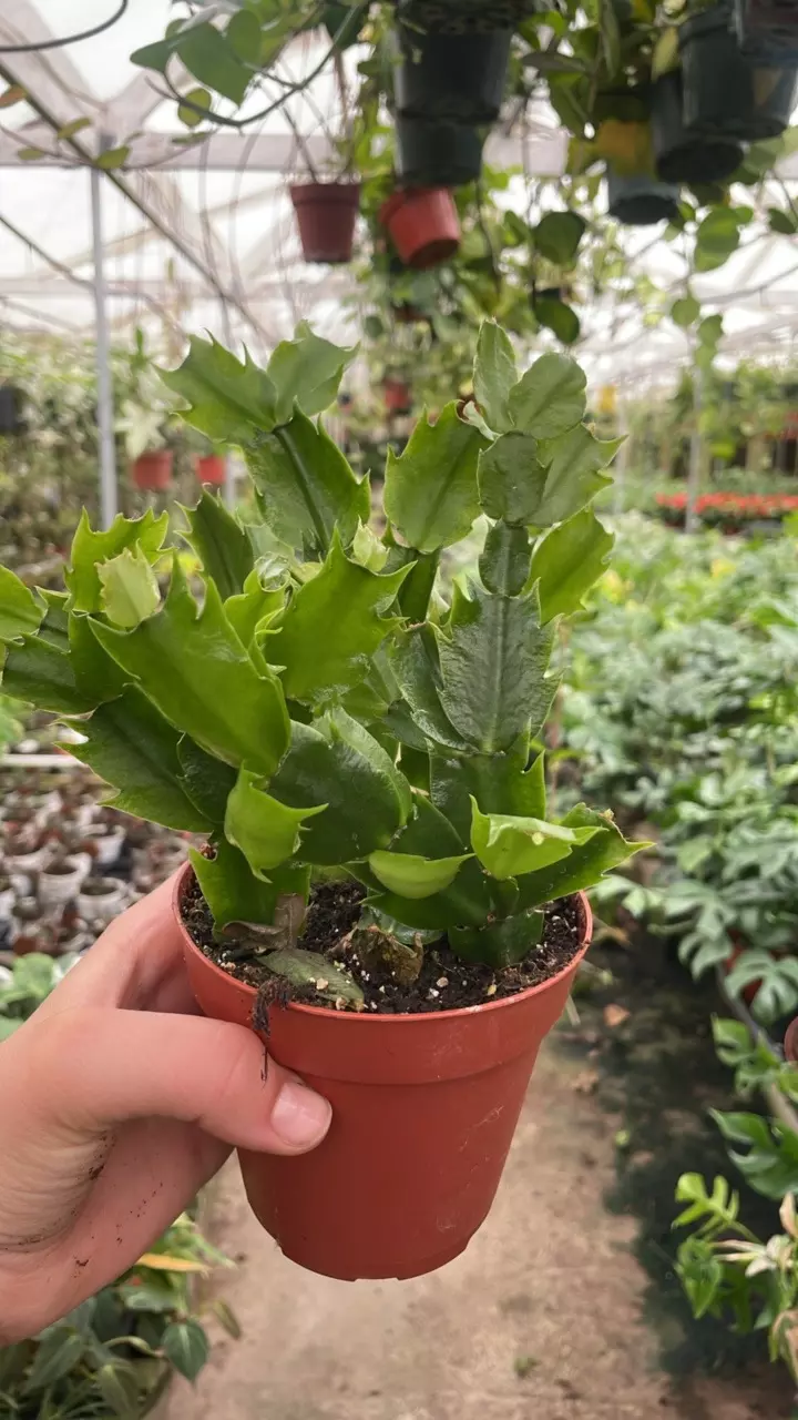 Christmas Cactus Surprise Bloom 4” thumbnail