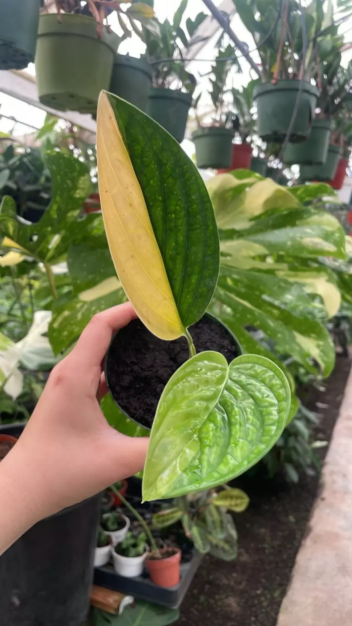 Rare monst. Peru Variegated 4” thumbnail