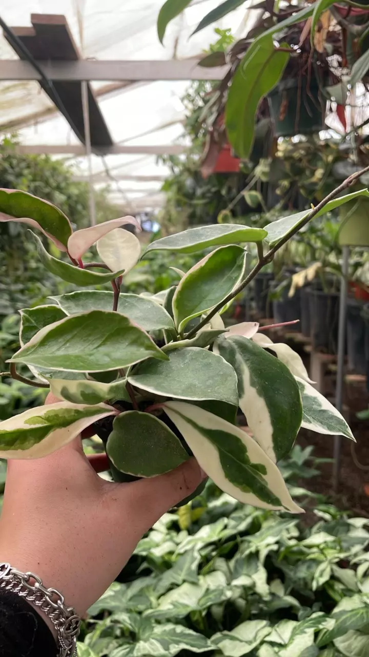 Hoya krimson queen albo carnosa Tri Color 4” thumbnail