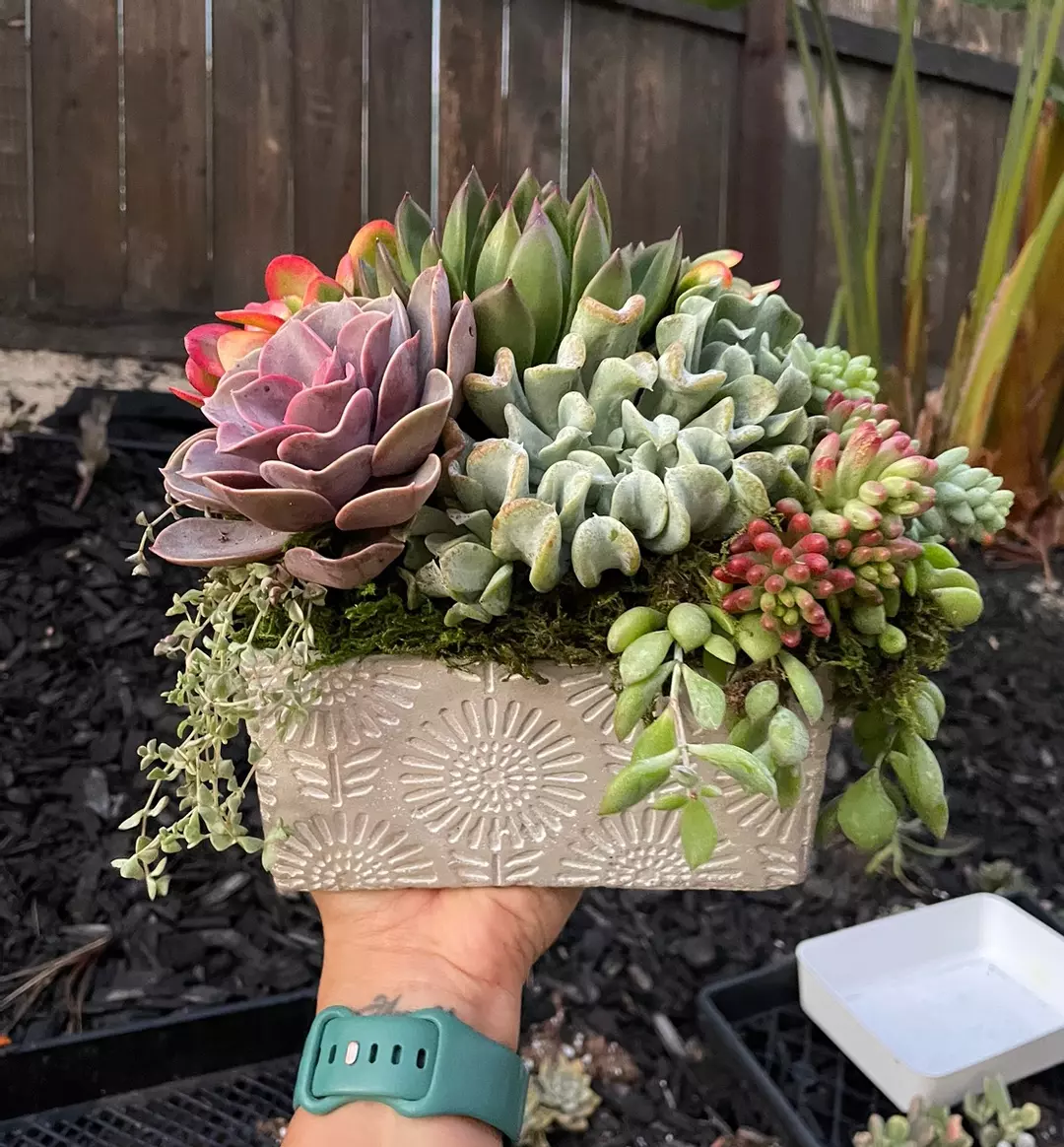 Blooming Succulent Arrangement thumbnail