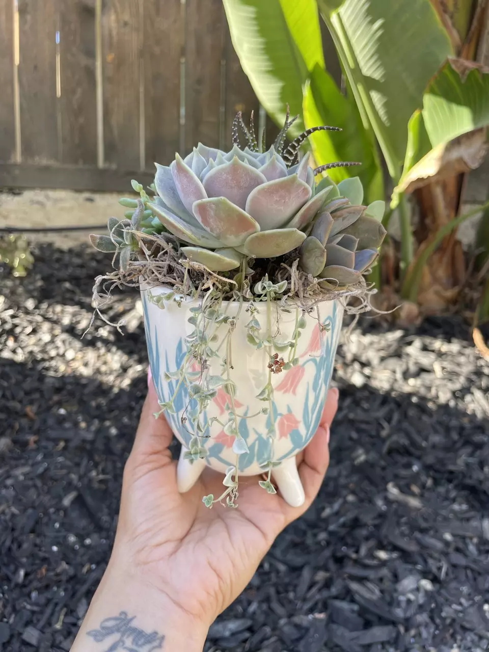 Pretty Petals Succulent Arrangement thumbnail