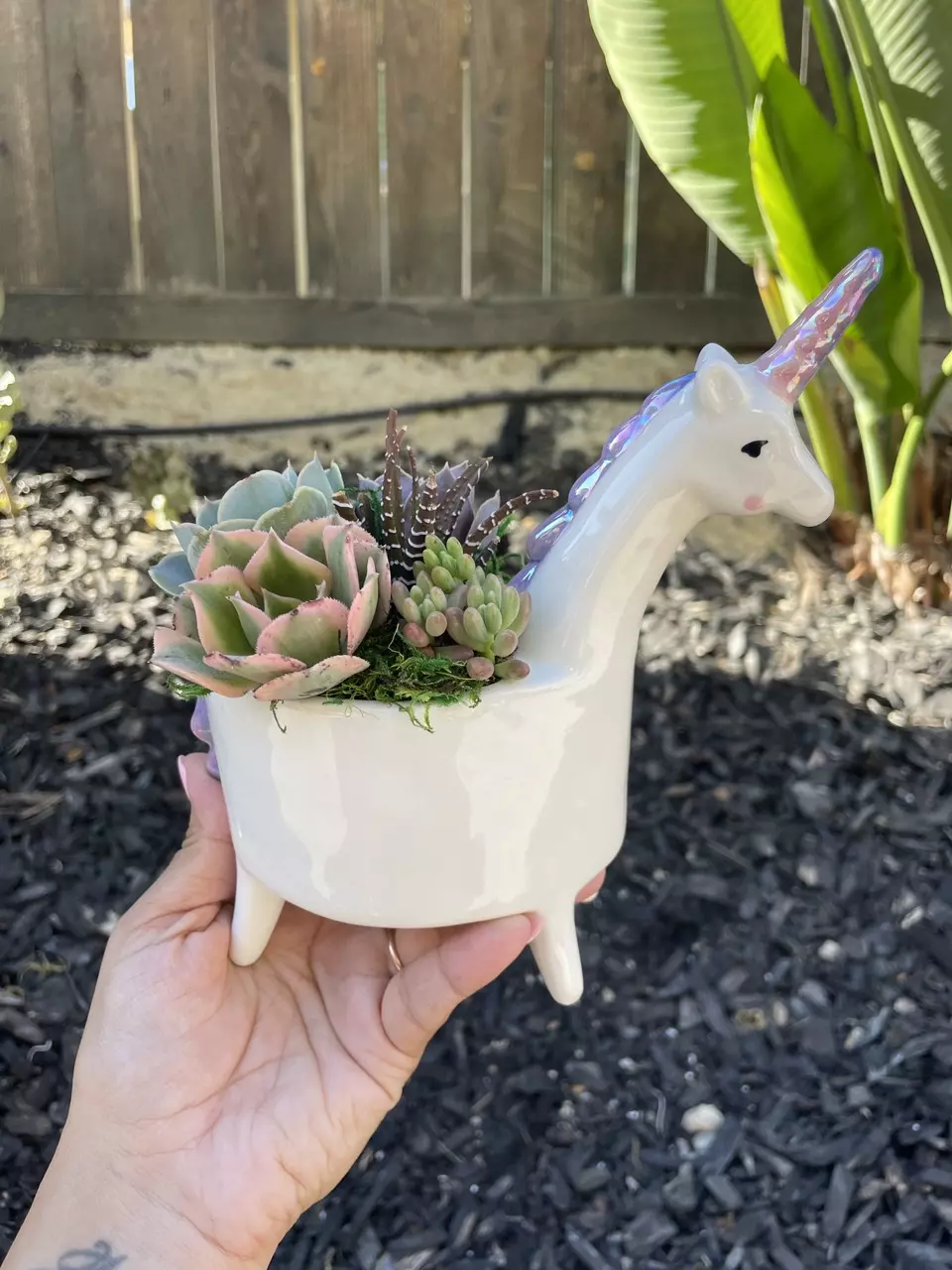 Unicorn Succulent Arrangement thumbnail