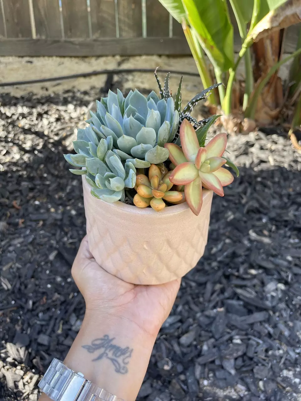 Mermaid Succulent Arrangement thumbnail