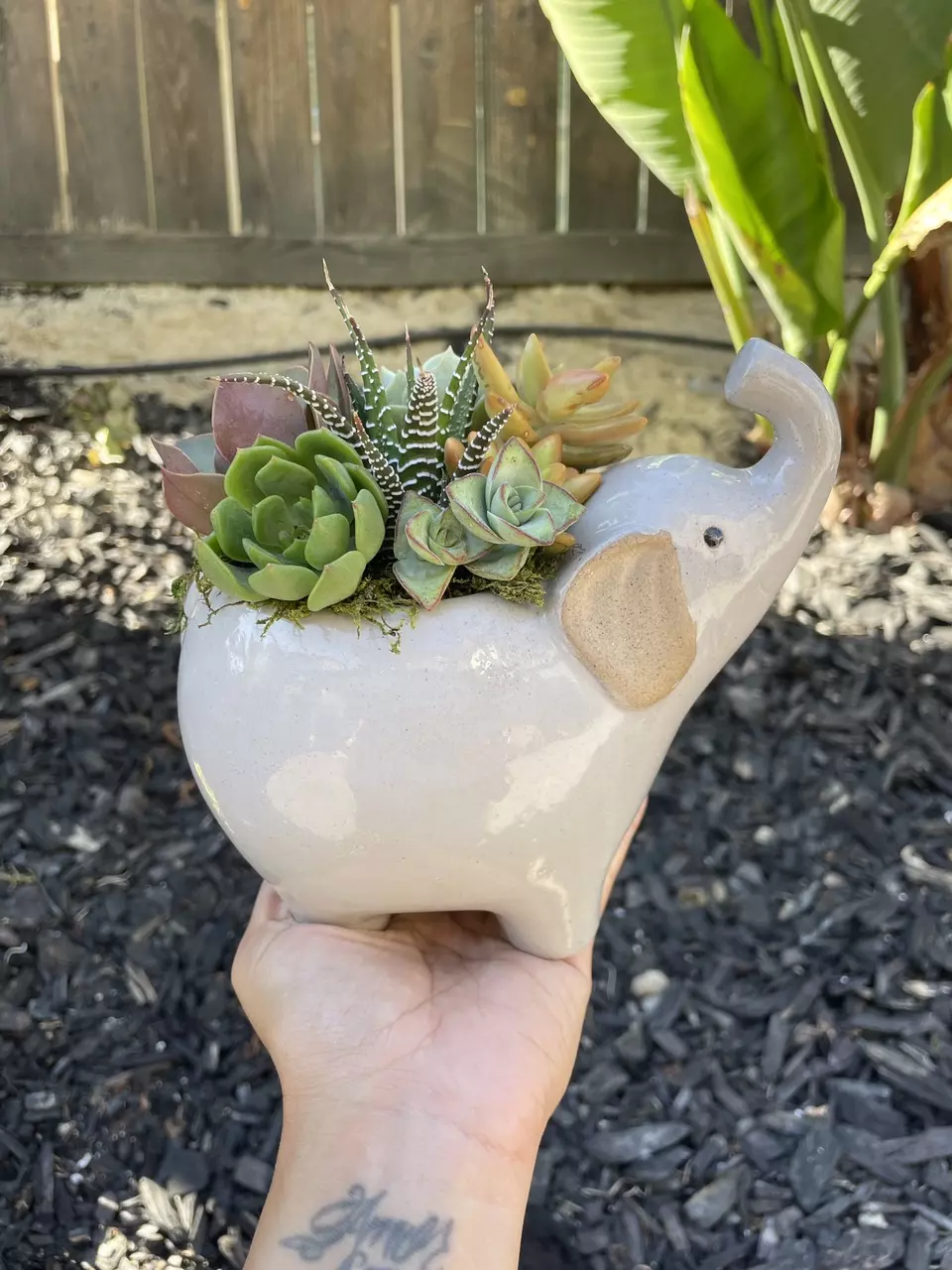 Elephant Succulent Arrangement thumbnail