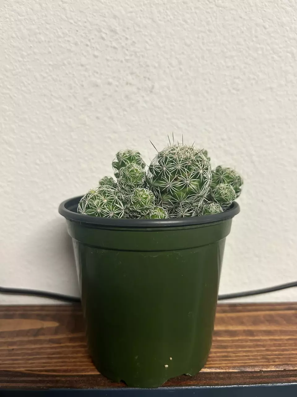 Thimble Cactus thumbnail