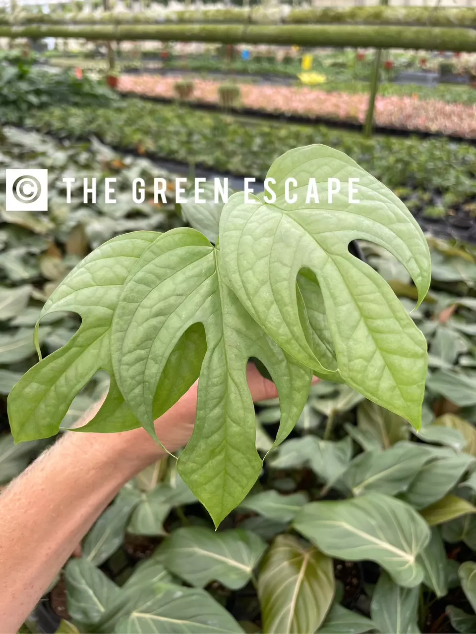 Spider man monstera “amydrium silver” 4” pot growers choice U10 thumbnail