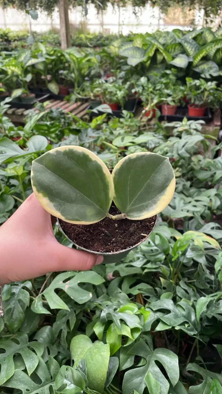 Hoya Pachyclada Albo Marginata 4” Variegated thumbnail