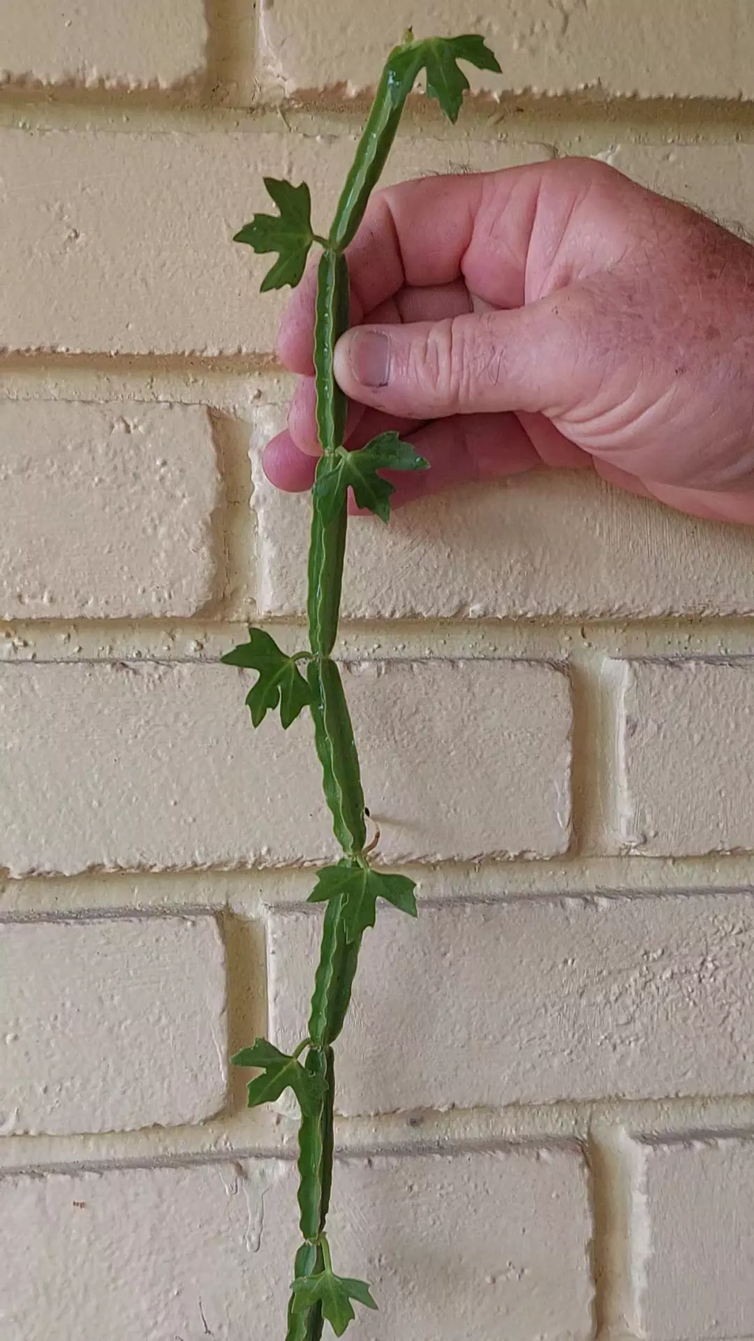 Cissus quadrangularis, Pirandai (Tamil) Veldt grape Adamant creeper Asthisamhara thumbnail