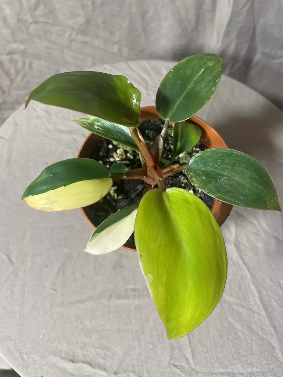 Variegated Red Congo Philodendron thumbnail