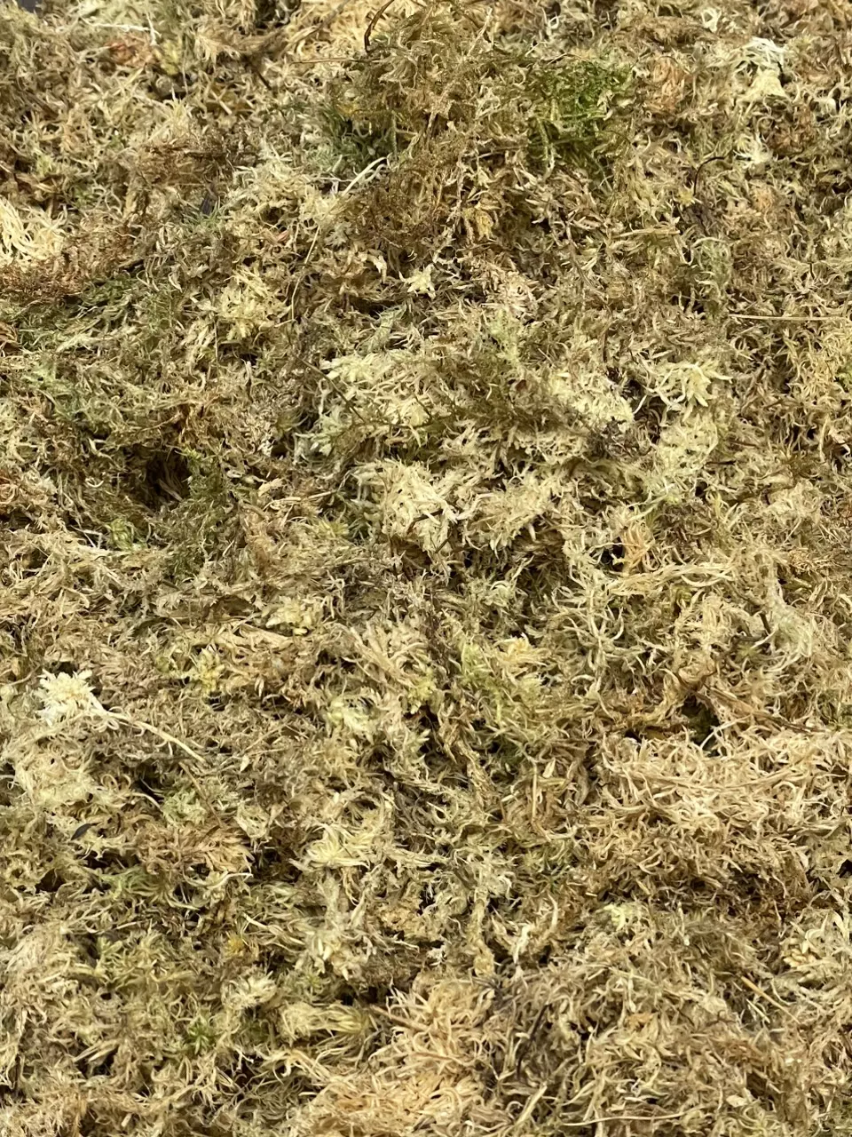 Sphagnum Moss, Grade AAA thumbnail