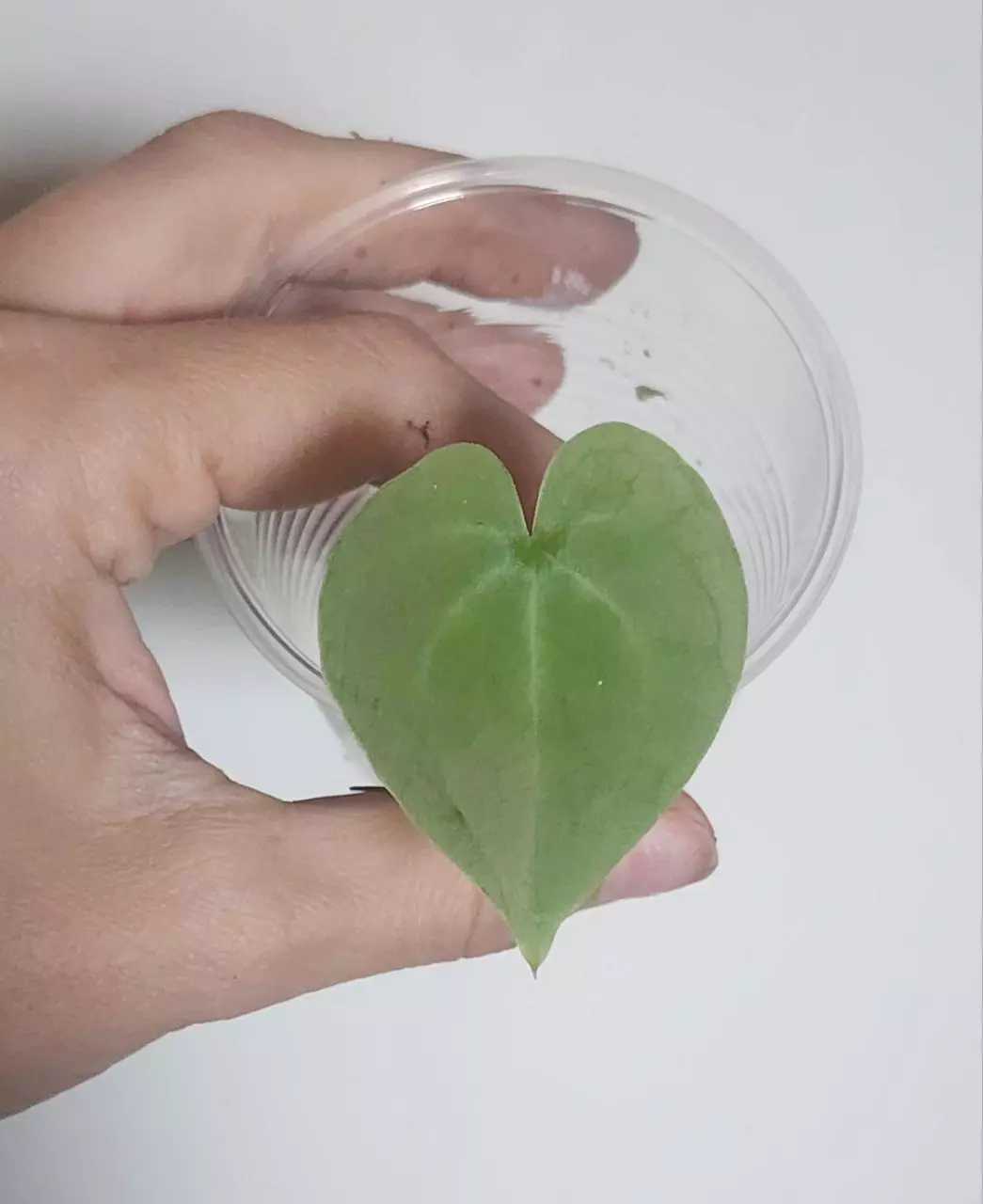 Clarinervium seedlings thumbnail