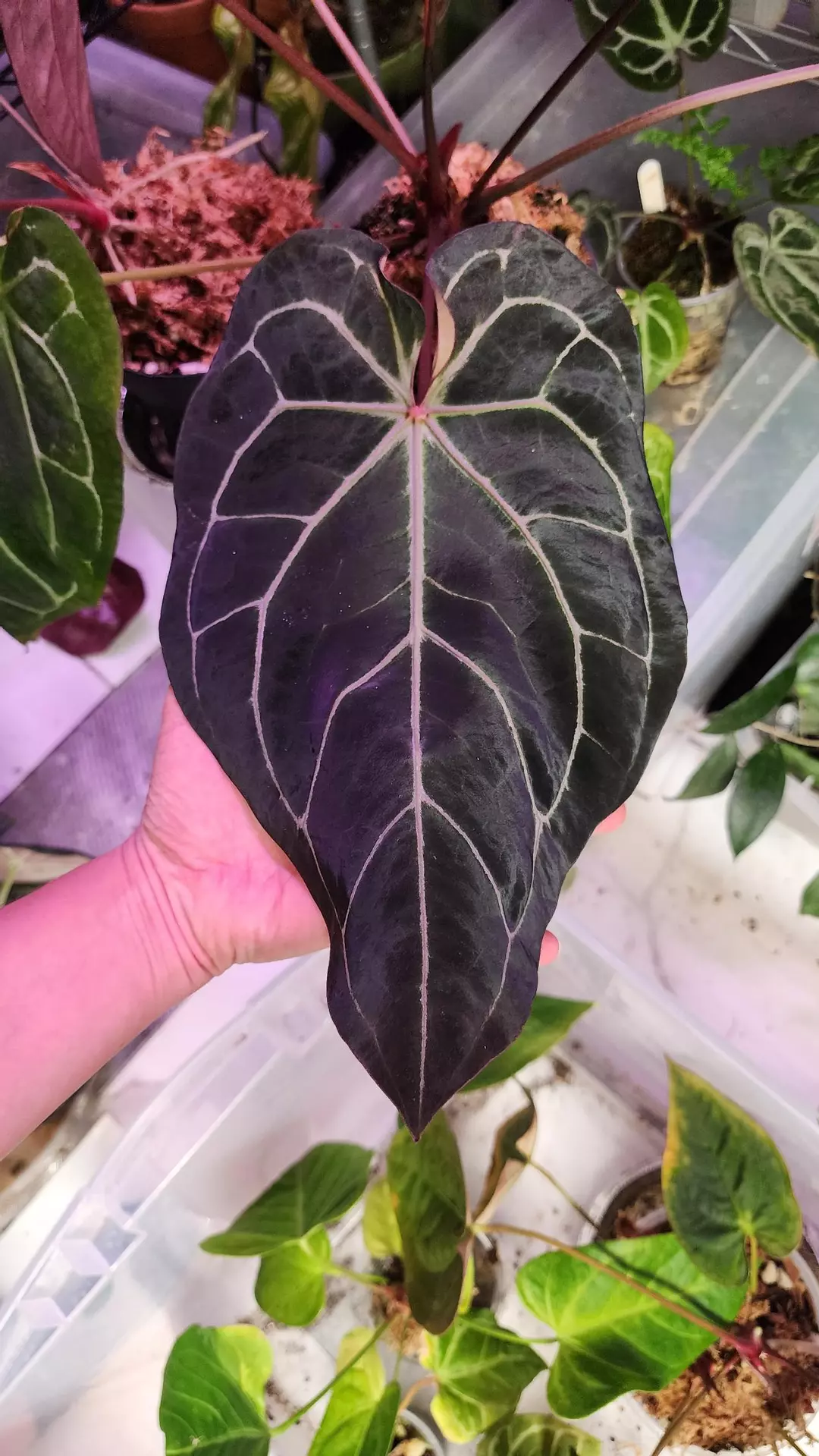 Complex Crystal Mag x Self seedling 🌱 thumbnail