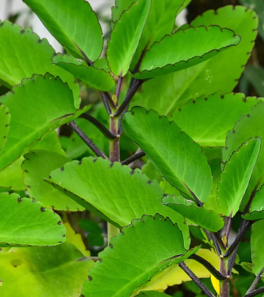 Leaf of Life Plant thumbnail