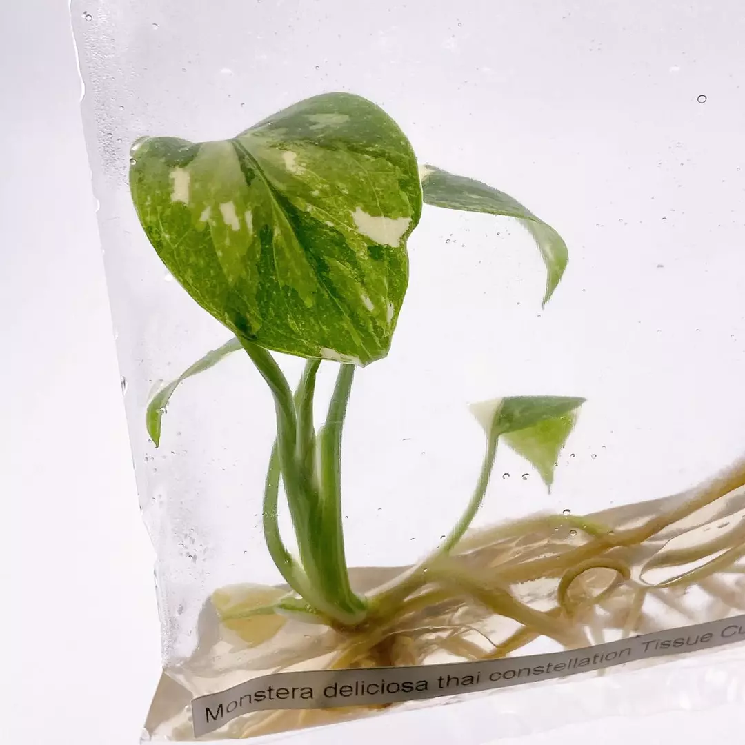 Monstera Thai Constellation Tissue Culture Seller Choice thumbnail