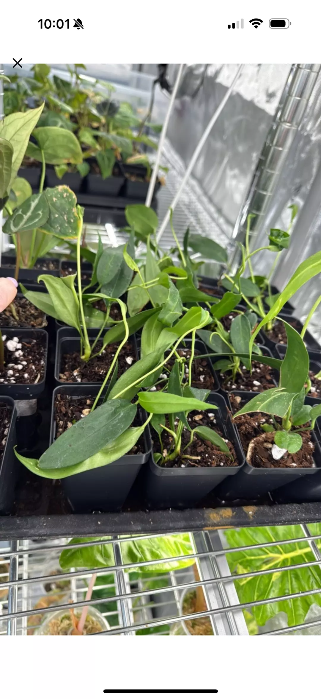Anthurium Wendlingerii Juvenile thumbnail